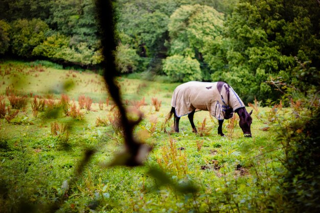 Photo cheval au pâturage sur le champ