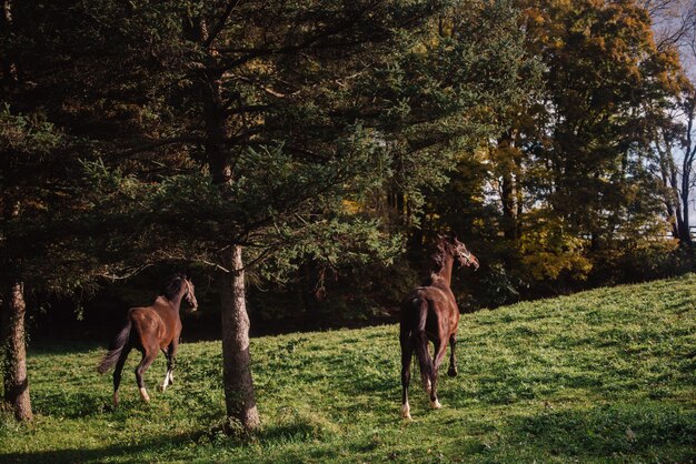 Photo un cheval au pâturage dans un champ