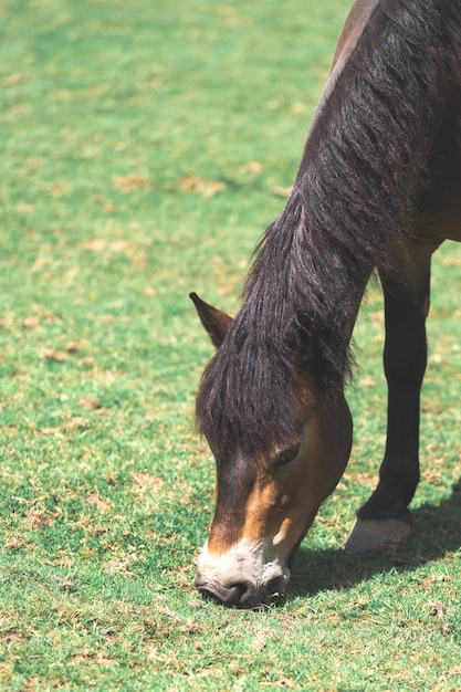 Un cheval au pâturage dans un champ