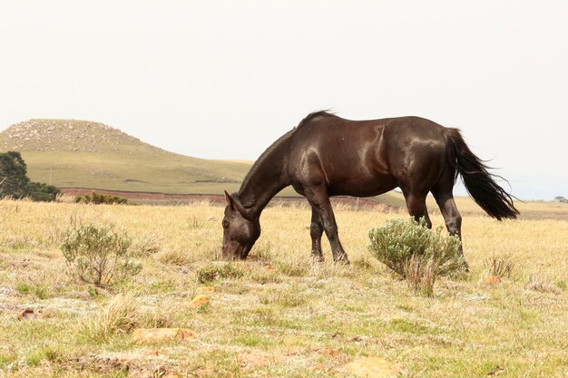 Le cheval au pâturage dans les champs