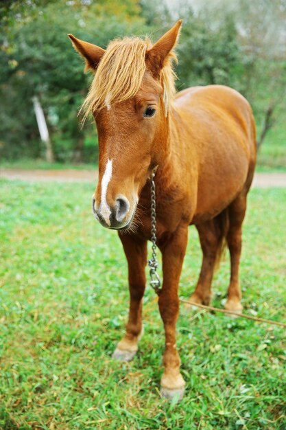 Photo le cheval au pâturage sur le pré