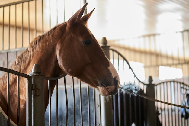 cheval bai dans une volière gros plan portrait d'un cheval bai