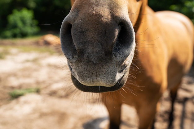 Cheval bai foncé dans le paddock par une journée ensoleillée museau de portrait de cheval Beau animal de compagnie équitation zoo pour enfants