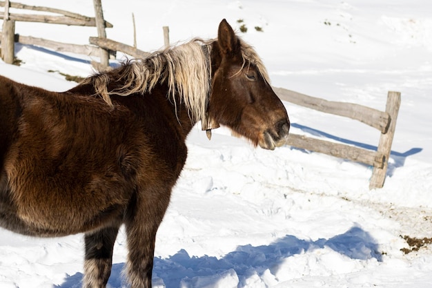 Photo cheval de la baie avec une cloche suspendue dans les montagnes enneigées du port de pajares leon