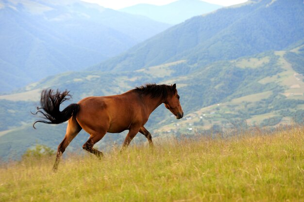 Le cheval de baie saute sur un pré vert contre des montagnes