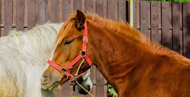 Photo un cheval avec une bande blanche sur le visage se tient devant une clôture en bois.