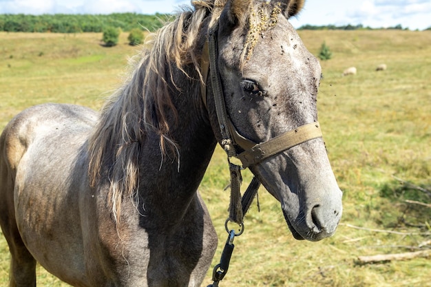 Un cheval avec beaucoup de mouches sur son visage regarde la caméra