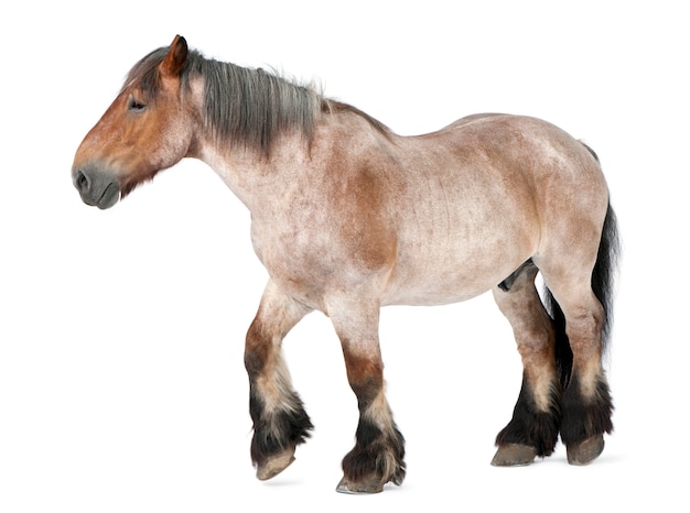 Cheval belge, cheval lourd belge, Brabancon, une race de cheval de trait, 16 ans, debout sur blanc isolé