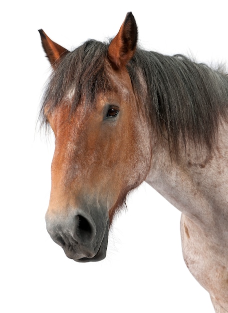 Cheval belge, cheval lourd belge, Brabancon, une race de cheval de trait, 16 ans, debout sur blanc isolé