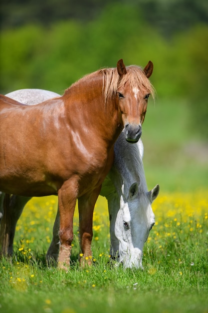 Cheval blanc et brun sur champ de fleurs jaunes. Animaux de la ferme sur le pré