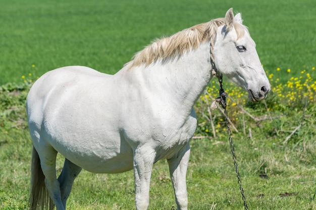 Cheval blanc à la campagne