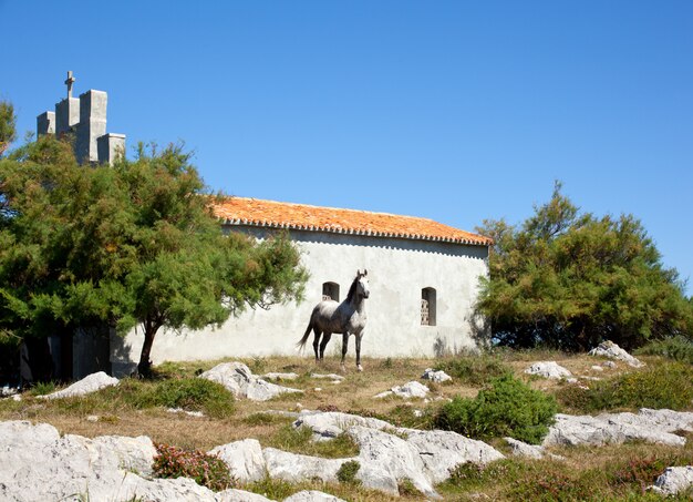 Cheval blanc à côté de l&#39;église