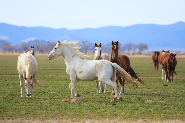 Cheval blanc en cours d'exécution dans le champ