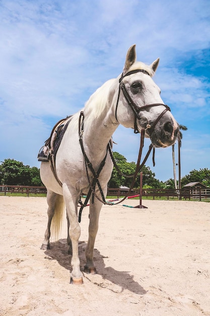 Un cheval blanc dans un enclos par une journée ensoleillée.