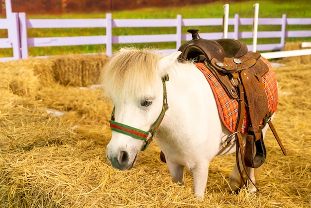 cheval blanc dans la ferme