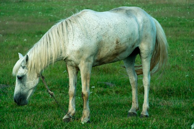 Un cheval blanc dans un pâturage mange de l'herbe verte Un cheval marche sur un pré vert au coucher du soleil Production de viande et de lait d'élevage