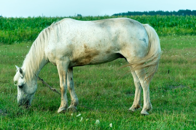 Un cheval blanc dans un pâturage mange de l'herbe verte Un cheval marche sur un pré vert au coucher du soleil Production de viande et de lait d'élevage