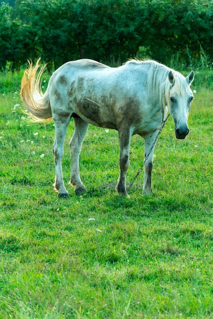 Un cheval blanc dans un pâturage mange de l'herbe verte Un cheval marche sur un pré vert au coucher du soleil Production de viande et de lait d'élevage