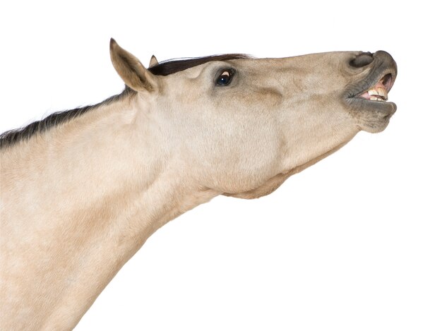 Cheval sur un blanc isolé