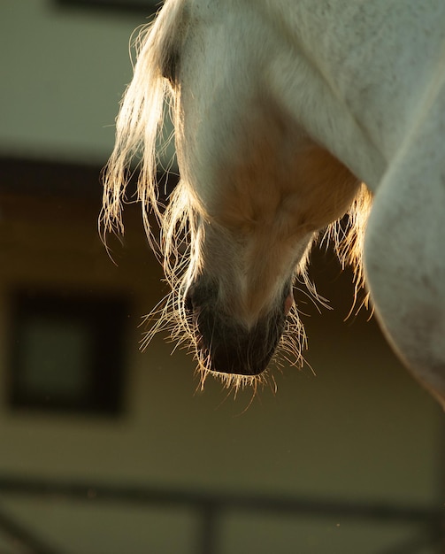 Cheval blanc en lumière de contour