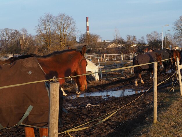 Un cheval blanc et marron avec une queue noire