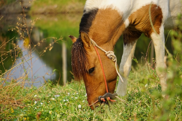 Photo le cheval blanc mélangé brun mange de l'herbe près des marais