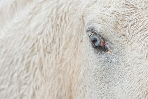 Cheval blanc oeil bleu