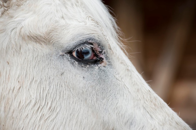 Cheval blanc oeil bleu