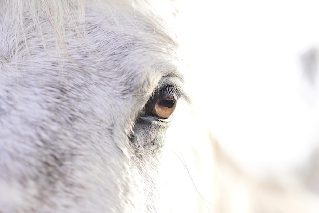 Un cheval blanc avec un oeil brun regarde la caméra