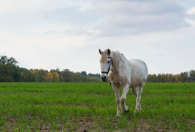 Cheval blanc paissant sur une prairie verte contre un ciel nuageux.