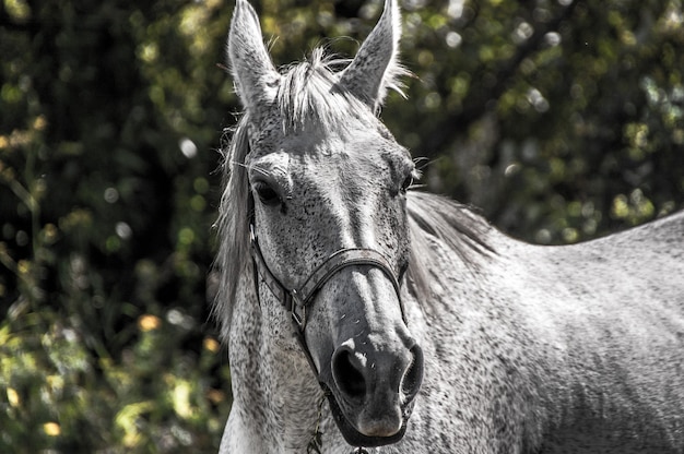 Cheval blanc se bouchent.