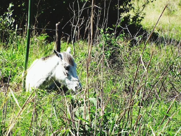 Photo un cheval blanc se détend sur le champ.
