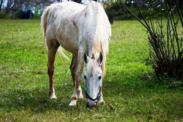 Cheval blanc seul mangeant dans le pâturage