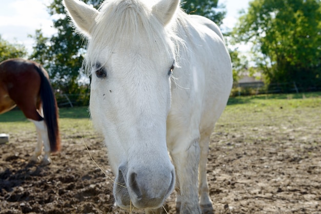 Cheval Blanc