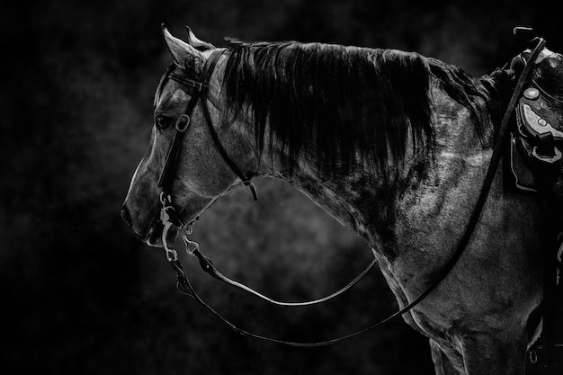 Un cheval avec une bride et une bride se dresse sur un fond sombre.