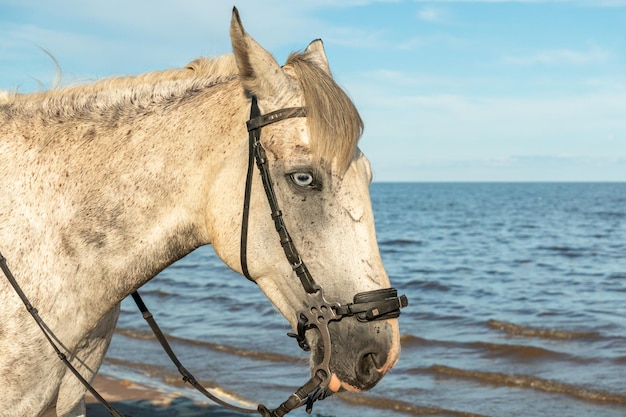 Un cheval avec une bride se dresse devant un plan d'eau.