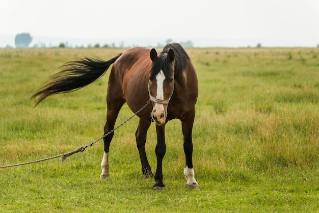 Cheval broutant dans un champ attaché pour qu'il ne s'enfuie pas