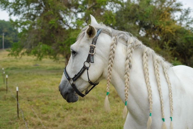 Cheval broutant dans un enclos clôturé avec bride sur