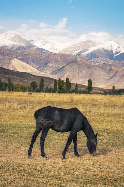 Un cheval broutant dans un magnifique paysage d'automne de campagne