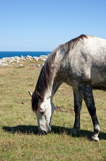 Cheval broutant dans les montagnes de Nueva de Llanes en Espagne