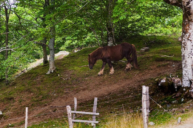 Cheval broutant dans les Pyrénées françaises