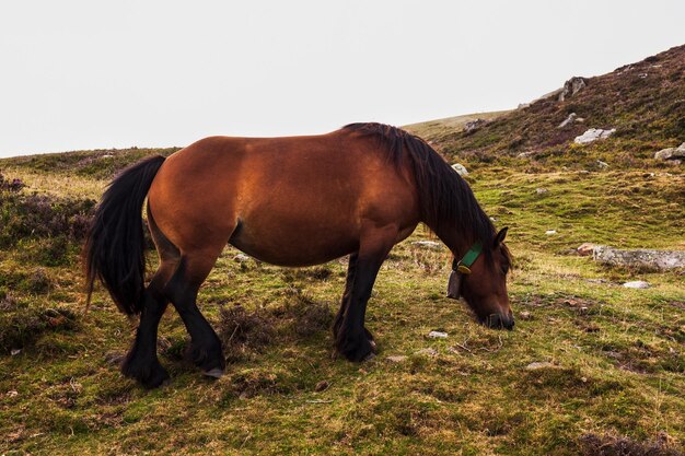 Cheval broutant dans les Pyrénées françaises