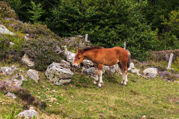 Cheval broutant dans les Pyrénées françaises