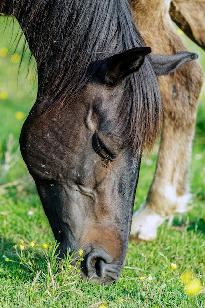 Un cheval broutant l'herbe vu de près