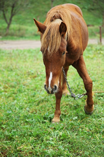 Cheval broutant sur le pré