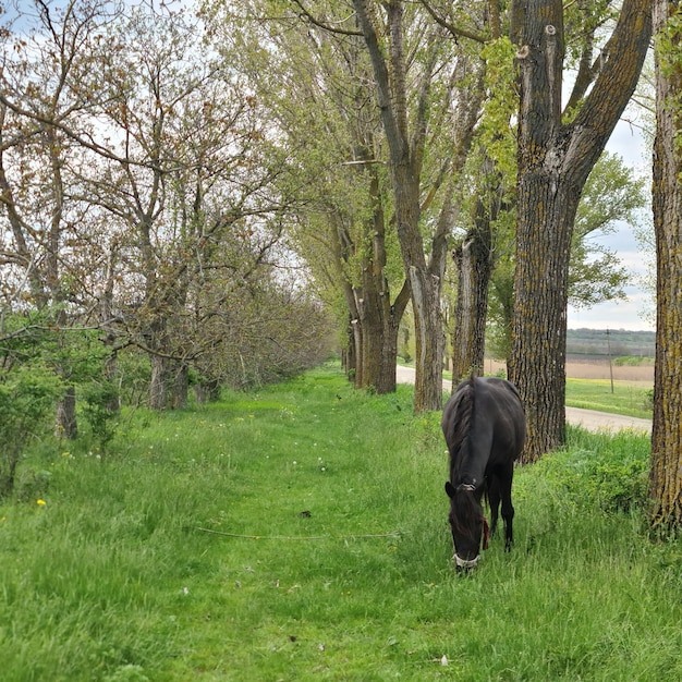 Un cheval broute dans un champ à côté d'une route.