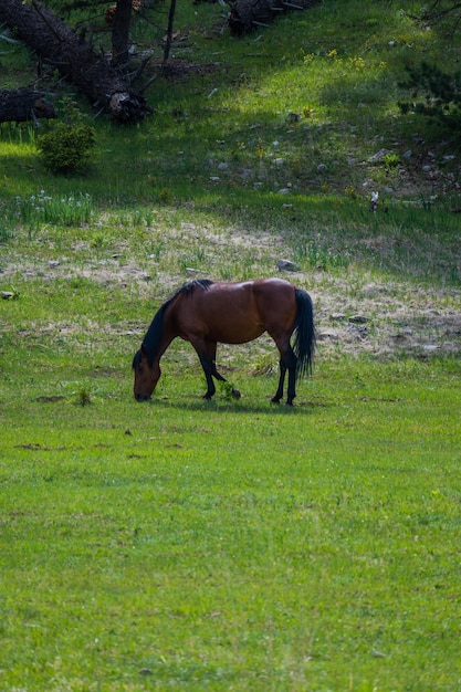 Photo un cheval broute dans un champ