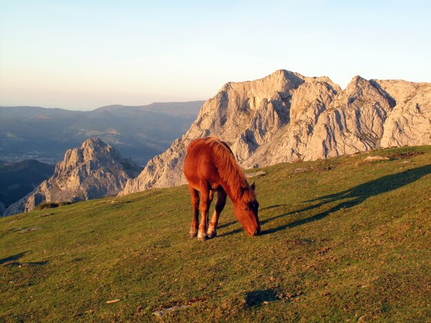 Un cheval broute dans le parc naturel d'Urkiola.