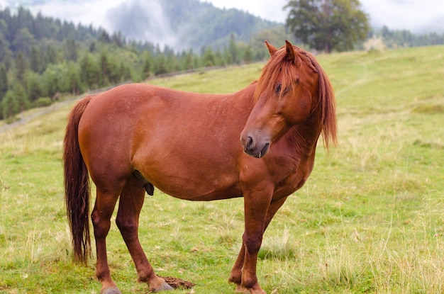 Photo cheval brun broutant dans un pâturage dans une prairie de montagne