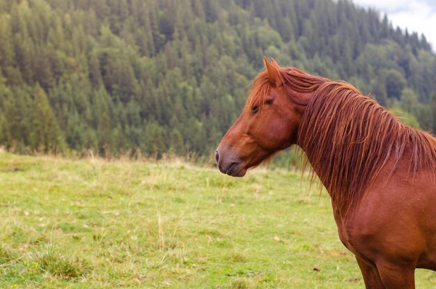 Cheval brun broutant dans un pâturage dans une prairie de montagne